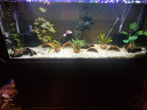 Pet Supply Store «Tropical World Pets», reviews and photos, 8444 Watson Rd, Webster Groves, MO 63119, USA