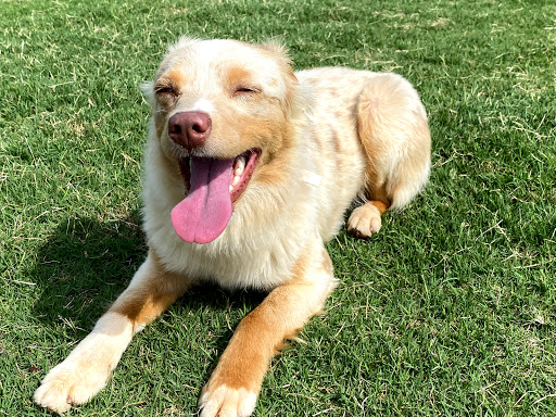 Ice Skating Rink «Pavilion Recreation Complex», reviews and photos, 400 Scottswood Rd, Taylors, SC 29687, USA