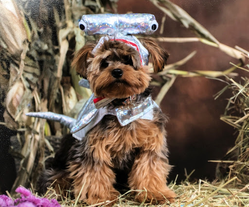 Pet Supply Store «The Natural Pet Outlet», reviews and photos, 3380 Fairfield Ave, Bridgeport, CT 06605, USA