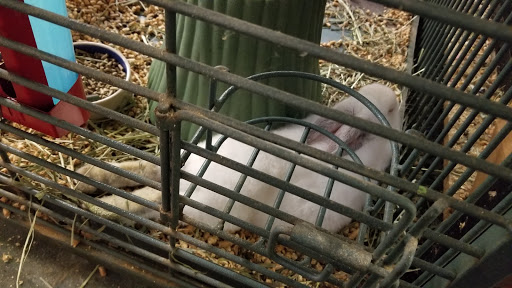 Pet Store «Pet Zone», reviews and photos, 8925 Jewella Ave #4, Shreveport, LA 71118, USA