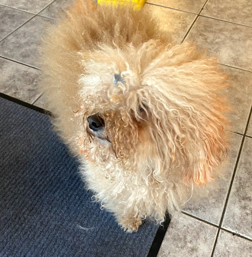 Dog Day Care Center «K9 Behavior UT, LLC», reviews and photos, 1458 Main St, Salt Lake City, UT 84115, USA