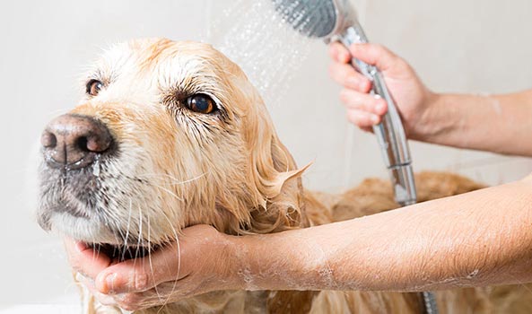 Avaliações doClinica Veterinária Restelo Vet em Lisboa - Veterinário