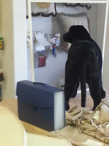 Pet Supply Store «The Beach Dog», reviews and photos, 3512 Del Prado Blvd, Cape Coral, FL 33904, USA