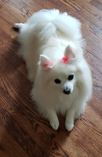 Pet Store «Woof Gang Bakery & Grooming Aberdeen», reviews and photos, 1121 NJ-34, Aberdeen Township, NJ 07747, USA