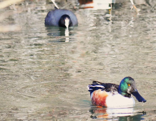 Nature Preserve «Wilson Springs Ponds», reviews and photos, 3209-3507 S Powerline Rd, Nampa, ID 83686, USA