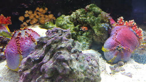 Tropical Fish Store «Aquatouch», reviews and photos, 12040 N 32nd St, Phoenix, AZ 85028, USA