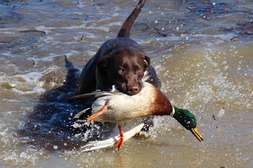 Pet Supply Store «Petco Animal Supplies», reviews and photos, 7223 Coastal Blvd, Brooksville, FL 34613, USA