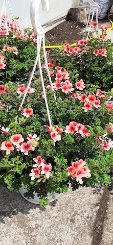 Simon Virágkertészet