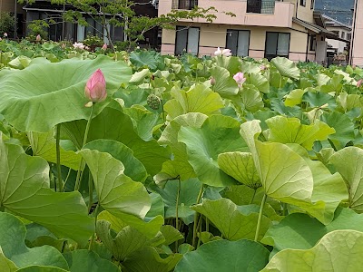 蓮池公園