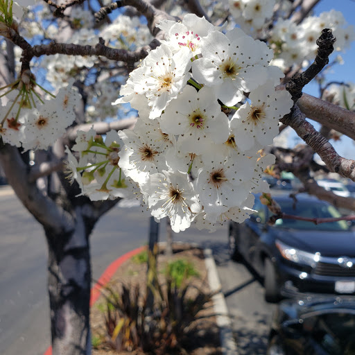 Shopping Mall «Pacific Commons Shopping Center», reviews and photos, 43440 Boscell Rd, Fremont, CA 94538, USA