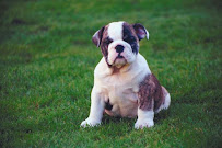 Canyon Creek Tree Care & Pest Control - Photo 3 - Car repair in Lenexa, KS, Overland Park