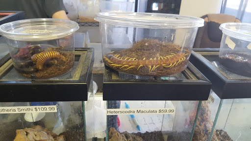 Reptile Store «An Exotic Reptile Pet Shop», reviews and photos, 3115 N 1st Ave, Tucson, AZ 85719, USA