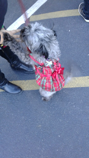 Pet Groomer «Collar & Leash Pet Shop», reviews and photos, 9772 Chapman Ave, Garden Grove, CA 92841, USA