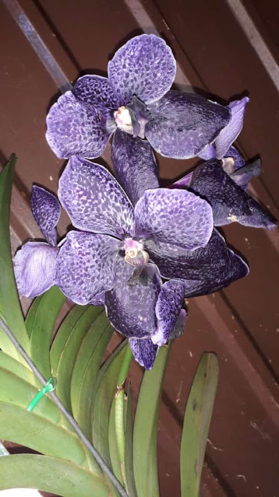 Orquídeas Keidy