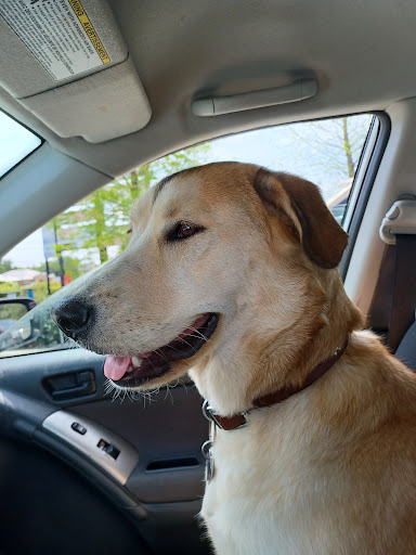 Fast Food Restaurant «Chick-fil-A», reviews and photos, 32800 US Hwy 19 N, Palm Harbor, FL 34684, USA