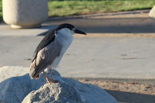 Community Park «Heritage Community Park», reviews and photos, 14301 Yale Ave, Irvine, CA 92604, USA