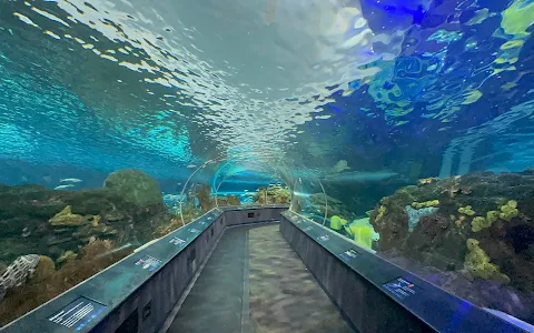 Ripley's Aquarium of Canada image