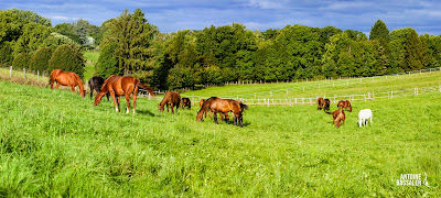 Haras national de Montier En Der à La Porte-du-Der