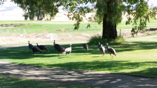 Golf Course «Coyote Run Golf Course», reviews and photos, 17440 Warren Shingle Rd, Beale AFB, CA 95903, USA