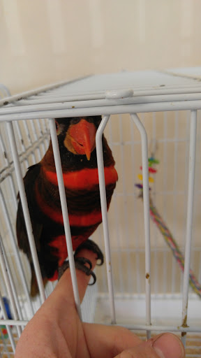 Bird Shop «BirdFarm Superstore», reviews and photos, 6360 Suncoast Parkway, Homosassa, FL 34446, USA