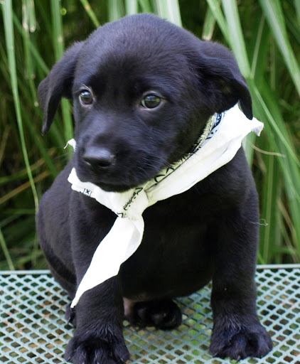 Pet Store «Animal Kingdom», reviews and photos, 5000 S Arizona Mills Cir, Tempe, AZ 85282, USA