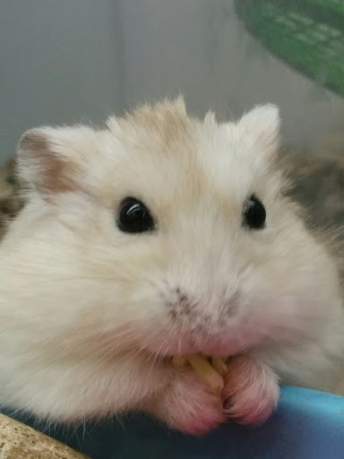 Pet Supply Store «Petco Animal Supplies», reviews and photos, 474 228th Ave NE, Sammamish, WA 98074, USA