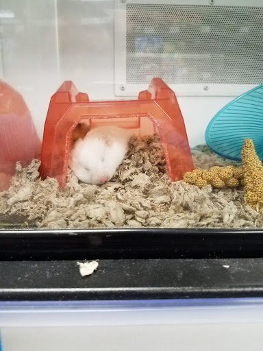 Pet Supply Store «Petco Animal Supplies», reviews and photos, 7215 170th Ave NE #115, Redmond, WA 98052, USA