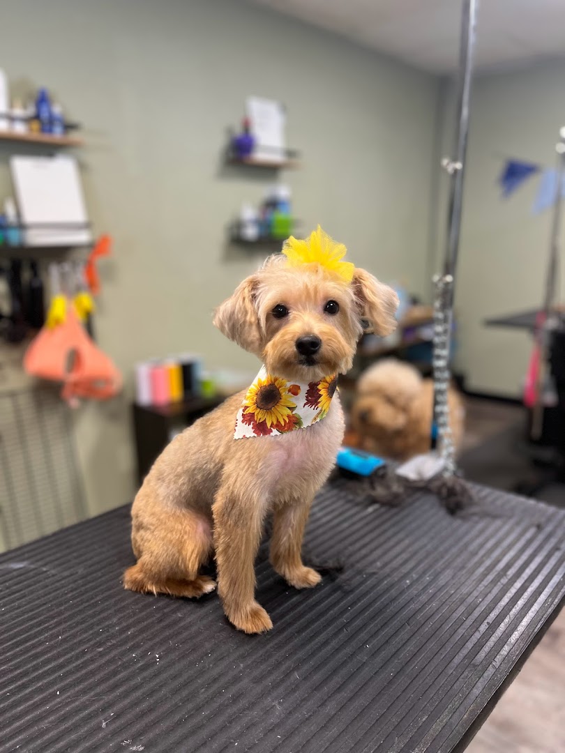 Paw Pads Grooming Salon