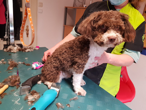 Bienes-Hundesalon unter Spalt, 