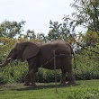 Elephant exhibit (Tembo Camp)