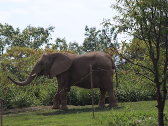 Elephant exhibit (Tembo Camp)