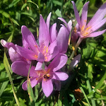 Photo n°7 de l'avis de Sonja.e fait le 09/09/2023 à 17:32 sur le  Rifugio Malga Saraghes à San Ciascian