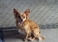 Canine Country Club And Cattery Inc - Photo 9 - Car repair in Arlington, WA, Marysville