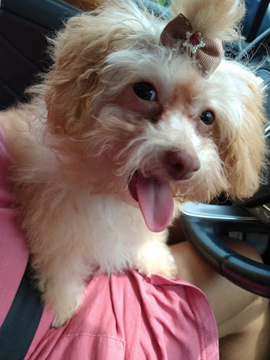 Pet Supply Store «PetSmart», reviews and photos, 950 Hanes Mall Blvd, Winston-Salem, NC 27103, USA