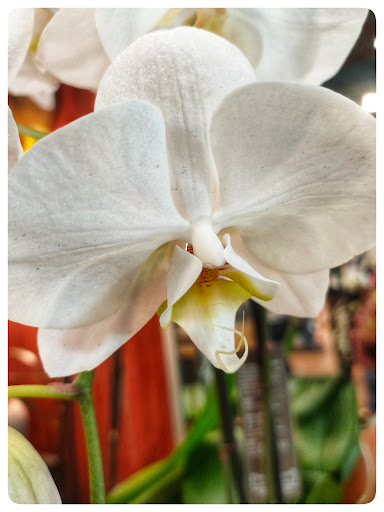 Grocery Store «Nugget Markets», reviews and photos, 1414 E Covell Blvd, Davis, CA 95616, USA