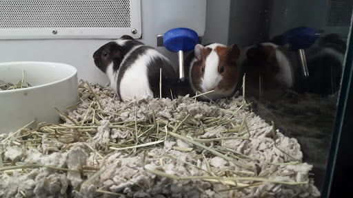 Pet Supply Store «Petco Animal Supplies», reviews and photos, 20 Stockwell Dr, Avon, MA 02322, USA