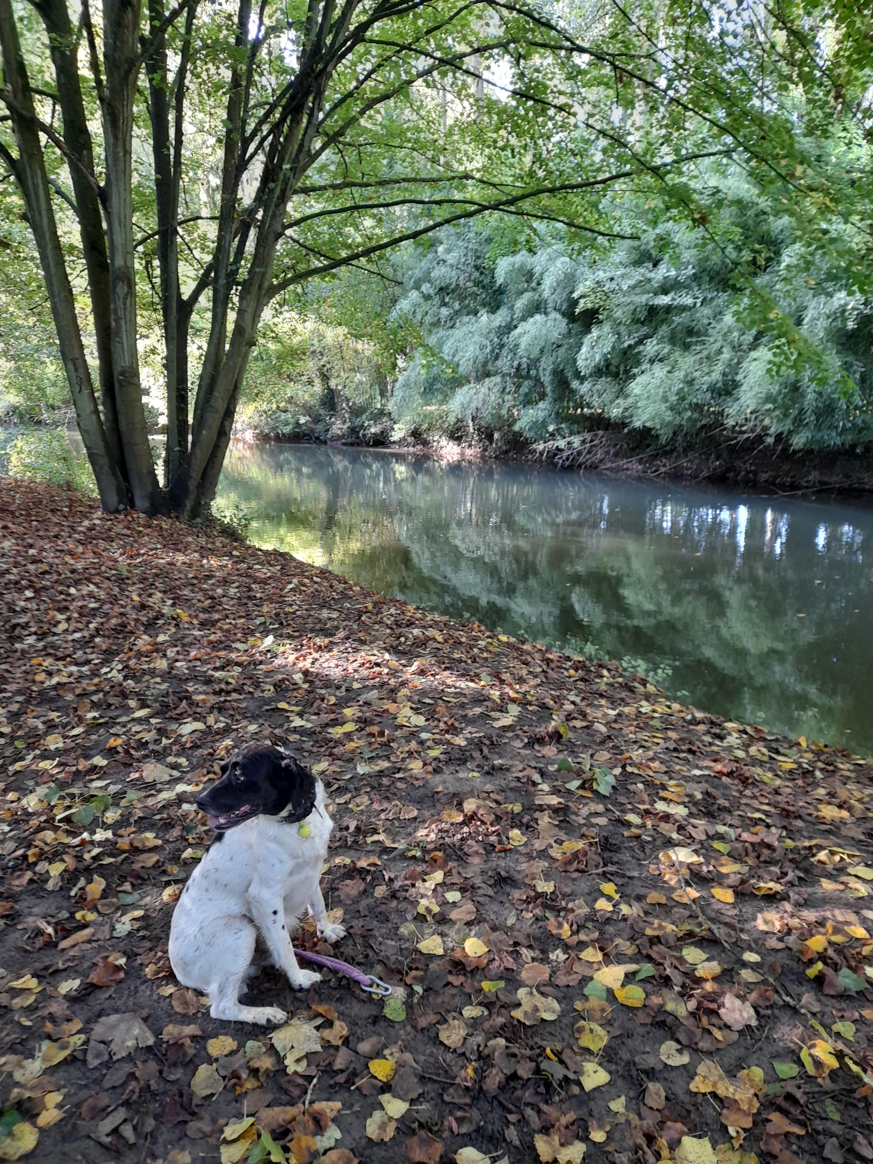 Photo n° 5 de l'avis de Brousse.r fait le 18/11/2021 à 12:05