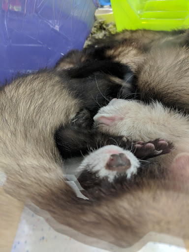 Pet Supply Store «Petco Animal Supplies», reviews and photos, 85 State St, Orem, UT 84058, USA