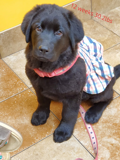 Pet Supply Store «PetSmart», reviews and photos, 5900 Carlisle Pike, Mechanicsburg, PA 17050, USA