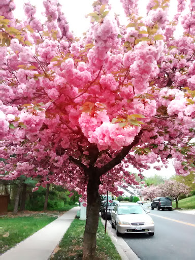 Park «Grandville Gude Park», reviews and photos, 8300 Mulberry St, Laurel, MD 20707, USA