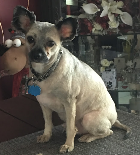 Pet Supply Store «Pet Supplies Plus», reviews and photos, 4405 Milestrip Rd, Blasdell, NY 14219, USA