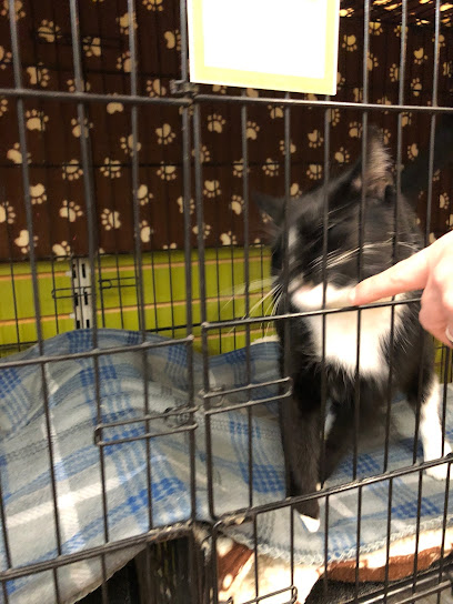 Tabby Town Cat Adoption Center
