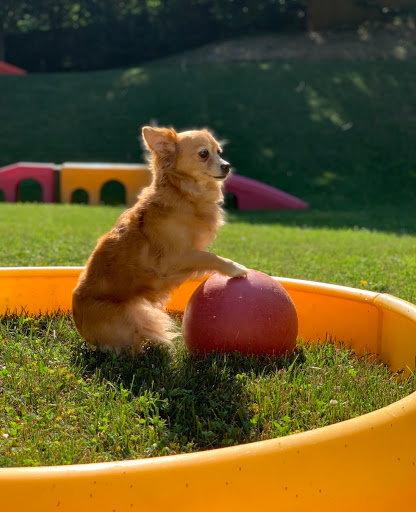 Pet Boarding Service «About Pets Center», reviews and photos, 1604 Conehurst Blvd, Salem, VA 24153, USA