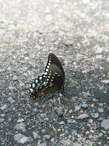 Nature Preserve «Edwin B. Forsythe National Wildlife Refuge- deCamp Wildlife Trail», reviews and photos, 365 Mantoloking Rd, Brick, NJ 08723, USA