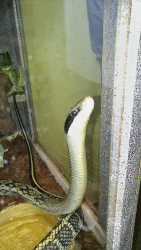 Pet Store «Wet Pet & Reptile Center», reviews and photos, 429 Eastern Blvd, Essex, MD 21221, USA