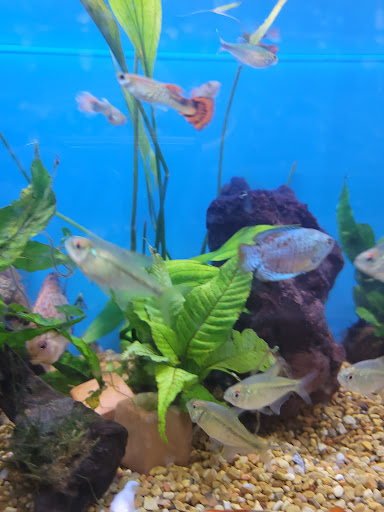 Pet Supply Store «Petco Animal Supplies», reviews and photos, 6140 University Dr, Huntsville, AL 35806, USA