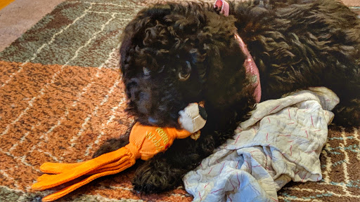 Pet Groomer «Dogma Pet Supply & Dog Wash», reviews and photos, 29017 Hotel Way, Evergreen, CO 80439, USA