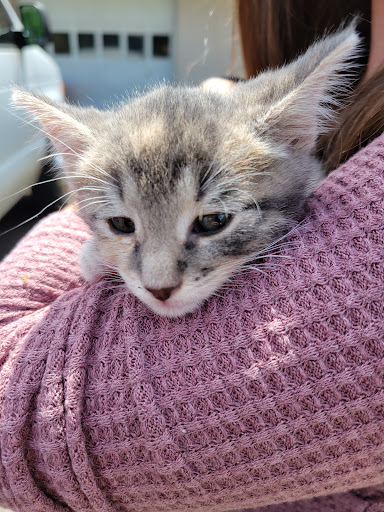 Pet Supply Store «Petco Animal Supplies», reviews and photos, 18578 Coastal Hwy #12, Rehoboth Beach, DE 19971, USA