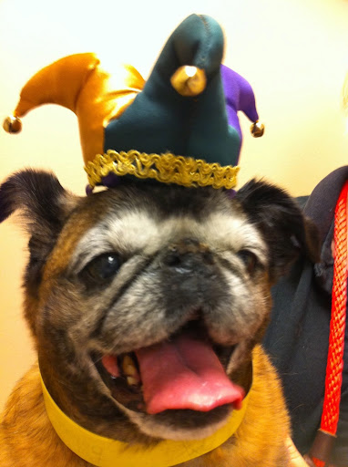 Pet Boarding Service «About Pets Center», reviews and photos, 1604 Conehurst Blvd, Salem, VA 24153, USA