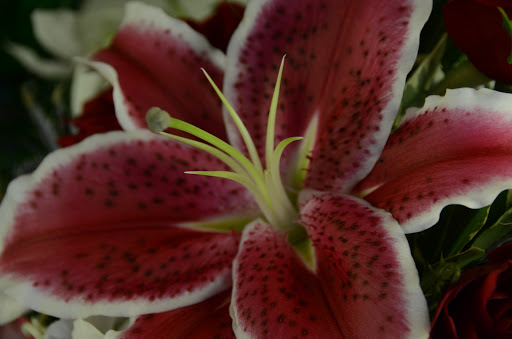 Florist «A Petal For Your Thoughts Florist», reviews and photos, 3308 Kedron Rd, Spring Hill, TN 37174, USA